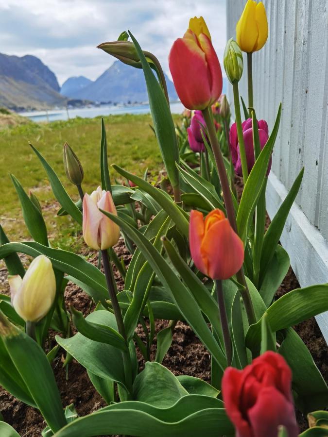 Banpim Beachside Lofoten Ramberg Exteriér fotografie
