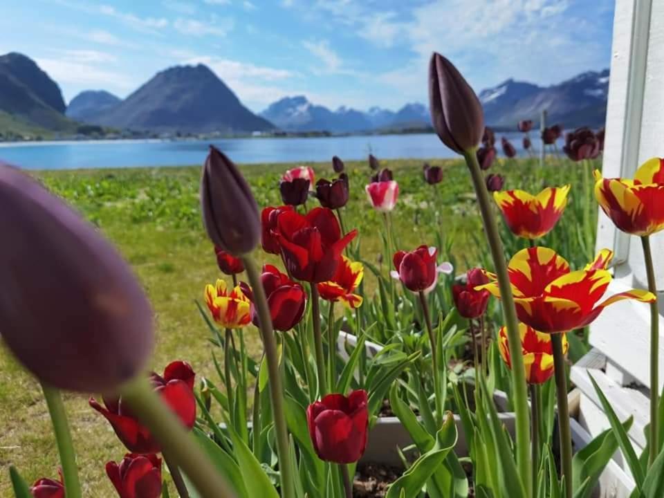 Banpim Beachside Lofoten Ramberg Exteriér fotografie